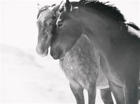 Shane Russeck - High Sierra Mustangs 40x60 Black and White Photography