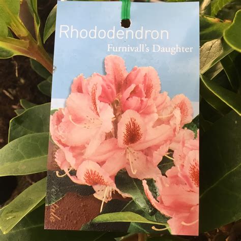 Furnival’s Daughter Rhododendron | Formosa Gardens Nursery, Ballarat
