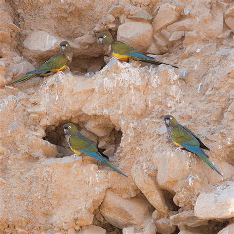 burrowing parrot stock  pictures royalty  images istock