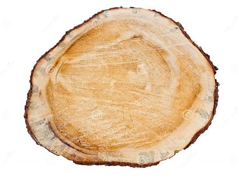 cross section  pine tree stock photo image  full