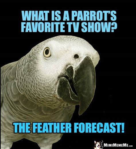 African Grey Parrot Jokes, Gray Parrot Riddles, Talking Bird LOLs ...