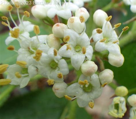 Viburnum lantana – Treasures of the Boise Front