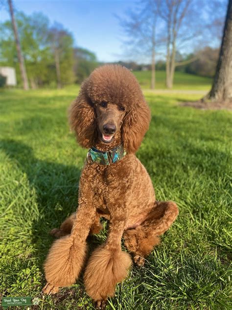 standard poodle stud - Stud Dog in north carolina , the United States