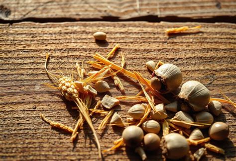 mengubah biomassa lignoselulosa jadi solusi ramah lingkungan