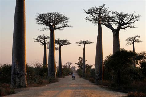 Photos of the Week: Baobab Alley, Armed Mob, River Rescue - The Atlantic