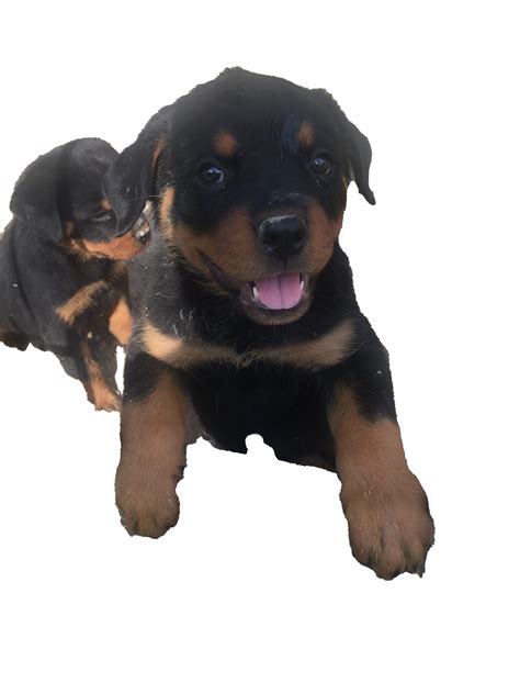 Rottweiler Puppy Dog Clipart-Vector Clip Art Graphics-Digital - Clipart