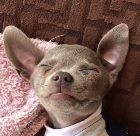 Chihuahua dog chiwawa dog information – Artofit