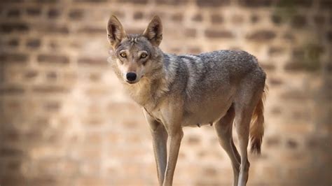 Arabian Wolf Pictures - AZ Animals