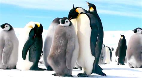 March of the Penguins 2: The Next Step | Cultjer