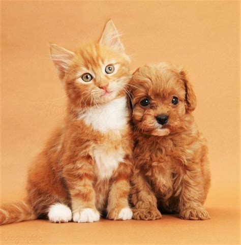 cute cat  dog playing