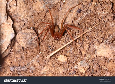 Information Brown Recluse Spiders Habitat Guide