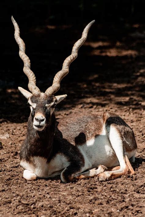 beautiful portrait   blackbuck indian antelope captured sitting