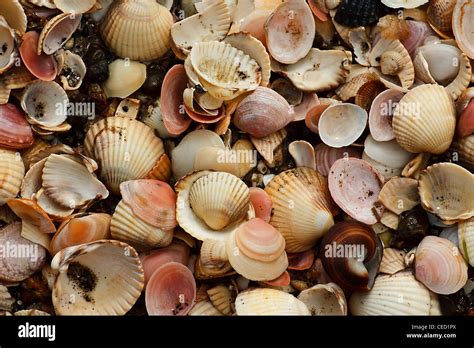 collection   shells washed    beach stock photo alamy
