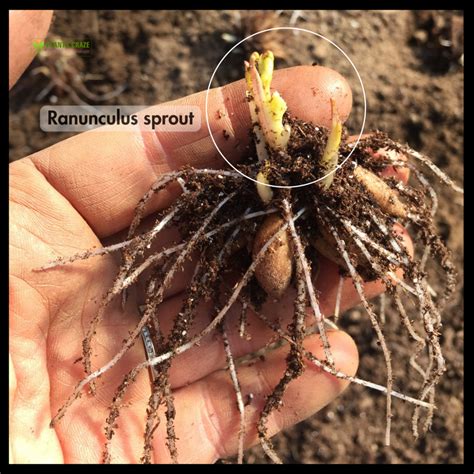 How To Plant & Grow Ranunculus Corms? [100% Success Rate]