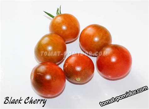 Черные черри - 2019 год - tomat-pomidor.com