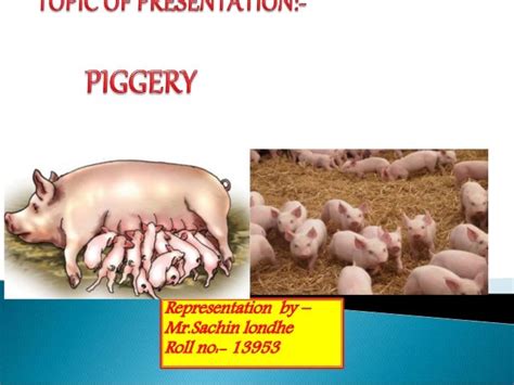 PIGGERY ALL DETAIL