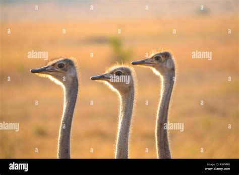 female ostriches in national wildpark Masai Mara, Kenia, Africa Stock ...