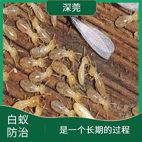 光明区白蚁防治公司 需要对建筑结构进行细致的检查和处理 - 八方资源网