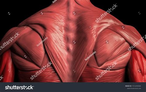 Back Muscle Anatomy