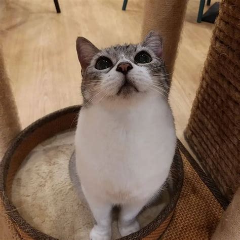 3 Cute Cat Cafes In Singapore You'll Love | Expatolife