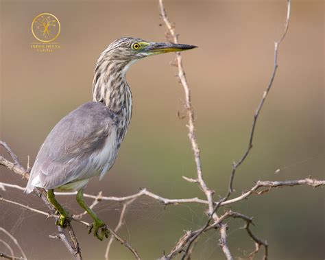 Gallery – Delta Blue Carbon – Mangrove Restoration In Sindh