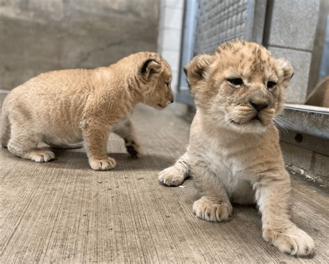 african lion cubs  mother