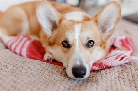 Finally Corgi and yorkshire mix reveals hybrid charm strategy Act Fast