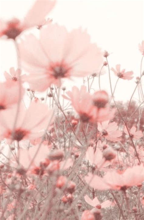 Aesthetic Flowers Pink | Best Flower Site