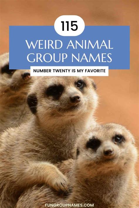 weird animal group names