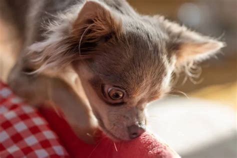 Chihuahua Weiner Dog Pug Mix: Discover The Perfect Companion! - The ...