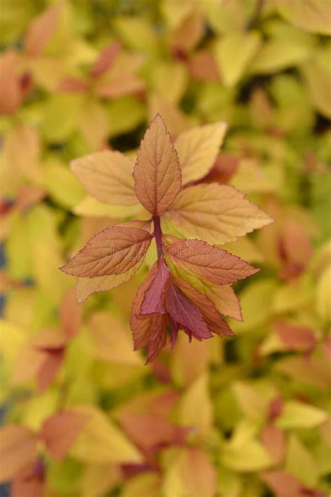 Japanese spirea Firelight stock photo. Image of plant - 247491926