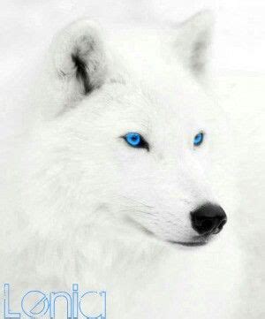 Beta Wolf Form White Wolf Dog, White Husky, White Wolves, Beautiful Wolves, Animals Beautiful ...