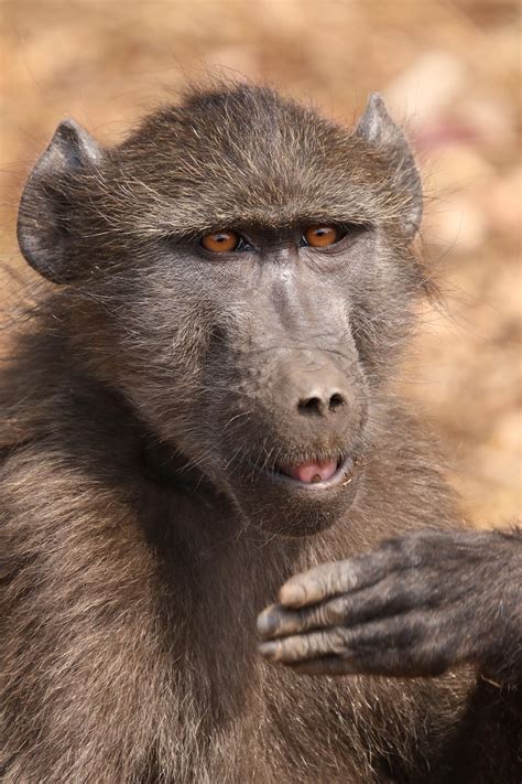 Afrikaanse Baviaan Baviaan Aap Wilde Natuur Afrika — Stockfoto