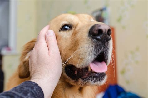 Internet Obsessed With Golden Retriever Learning How to 'Whisper Bark