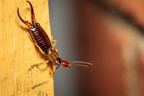 What To Do When You Have a Pincher Bug Infestation This Spring