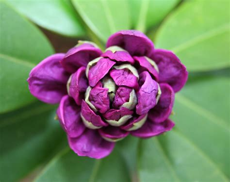 De Rododendron - Tuinfo.nl