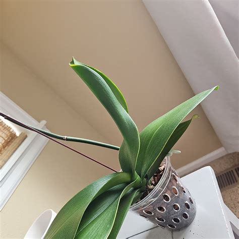 🌸 All About Phalaenopsis 'Little Gem Stripes': Essential Facts
