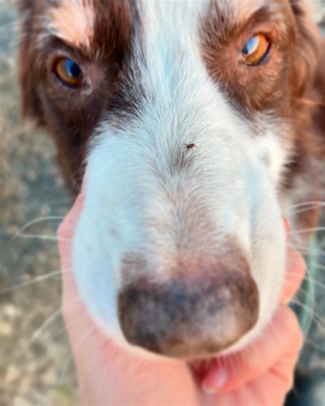 mount washington animal hospital 1