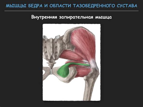 Визуализация тазобедренного сустава