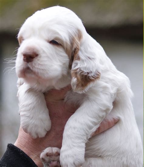 clumber spaniel for adoption - clumber spaniel puppy
