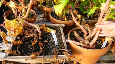 Tuberous Begonias: The Last Chapter - White Flower Farm's blog