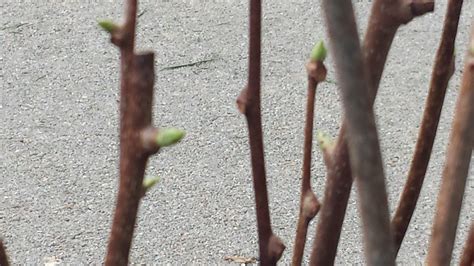 Hardy Kiwis dormant cuttings - General Fruit Growing - Growing Fruit