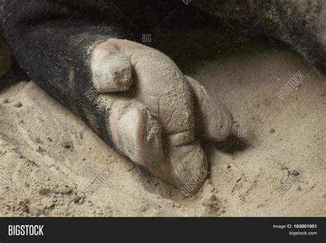 Hoof Malayan Tapir ( Image & Photo (Free Trial) | Bigstock