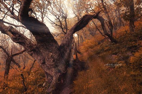 ancient forest behance