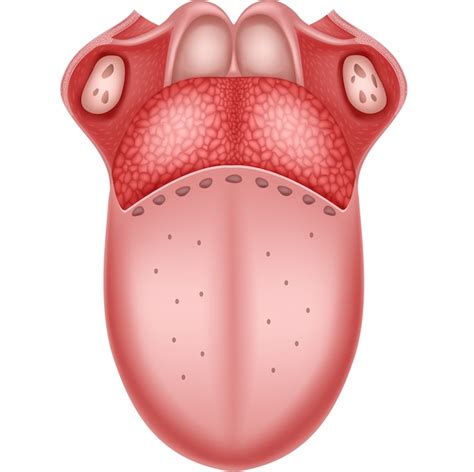 Definir Língua - Ilustração da anatomia humana da língua | Vetor Premium