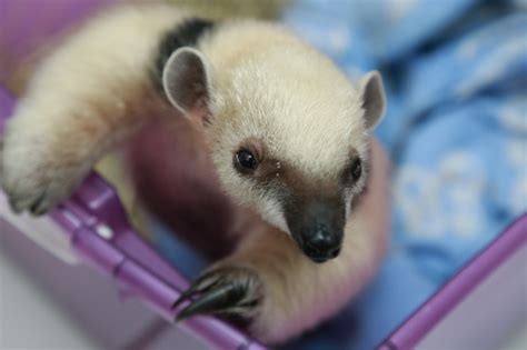 Tamandua Bandeira Filhote - Tamanduá-Bandeira: Características, Nome Científico e Fotos | Mundo ...