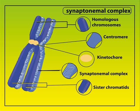 Which Diagram Represents A Pair Of Homologous Chromosomes 7