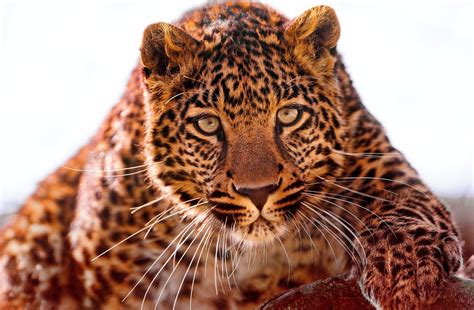 Big cats, Leopards, HD Wallpaper | Rare Gallery