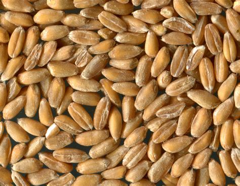 spelt  stock photo public domain pictures