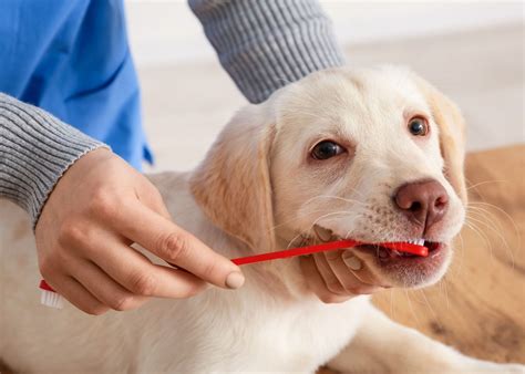 how to get rid of dog tartar
